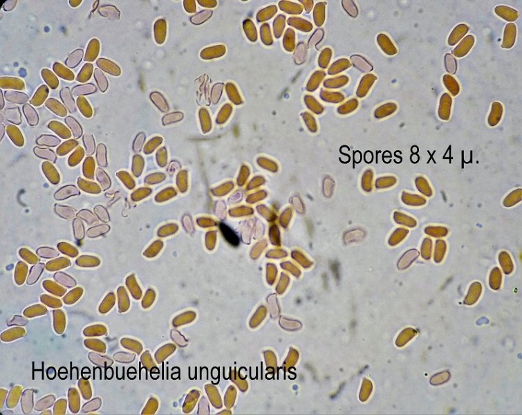 Hohenbuehelia unguicularis-amf1470-spores.jpg